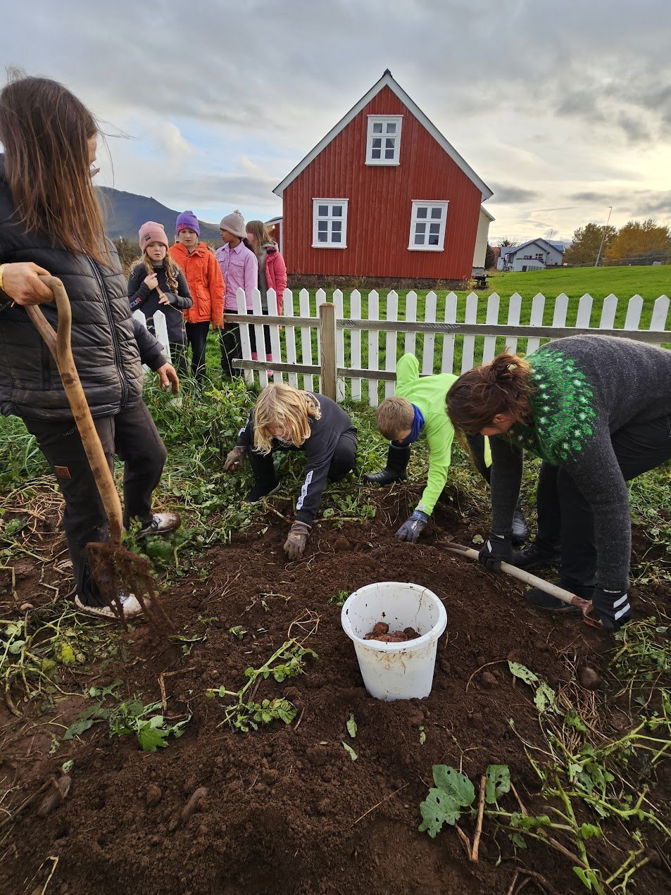 Menning í moldinni – Ungir ræktendur uppskera á Byggðasafninu!