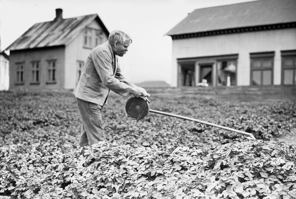 Jón Sigurðsson (1870-1953) með handdælu til þess að úða varnarlyfjum meðal annars gegn kartöflumyglu…