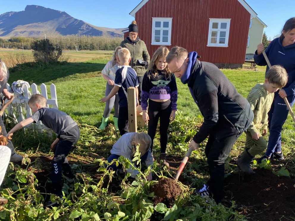 Taka upp karföflur í september 2024